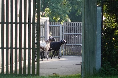 Goats Park